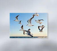 Canvas Prints